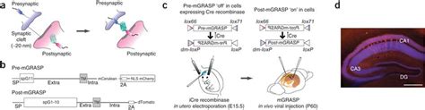 Synaptic Mgrasp Components And Gene Delivery Strategy A Schematic