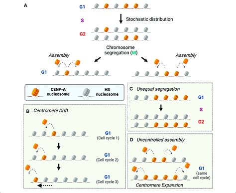 Regulation Of Cenp A Segregation And Assembly To Maintain Centromere