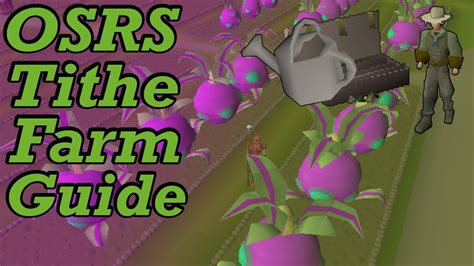 Osrs Tithe Farming Guide Old School Runescape Tithe Farm Guide Youtube