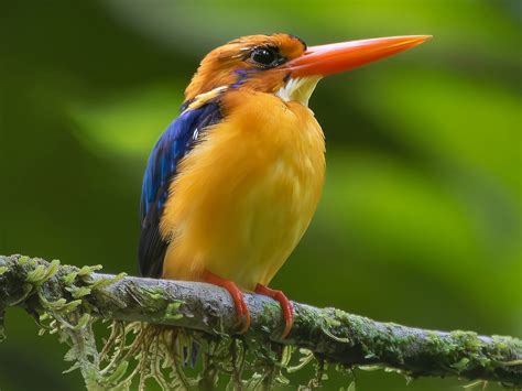 Manus Dwarf Kingfisher Ceyx Dispar Birds Of The World