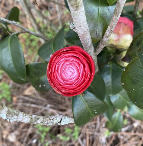 Camelias Comin In Hot R Gardening