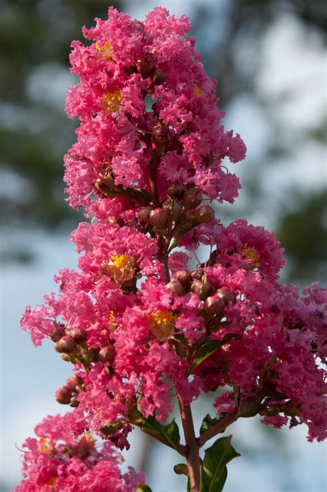 Crepe Myrtle Flowers 2 Stacey Franklin Flickr