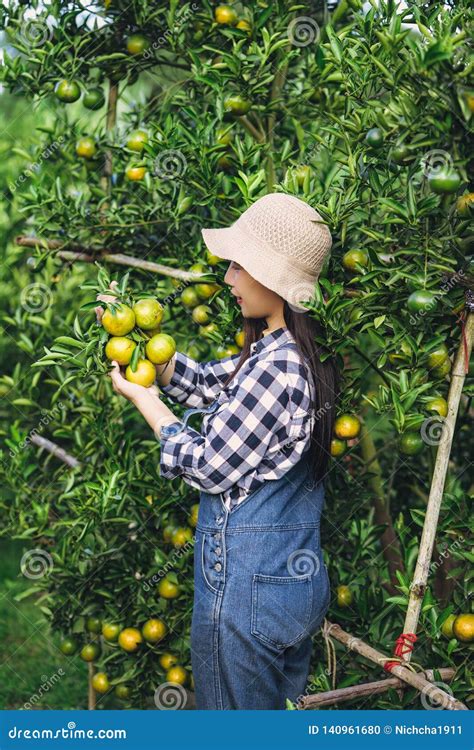 Young Attractive Asian Woman Harvesting Orange Fruit In Organic Farm