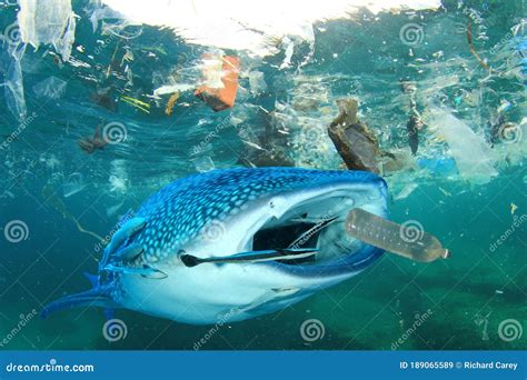 Plastic Pollutes the Sea with Whale Shark Stock Image - Image of accidentally, shark: 189065589