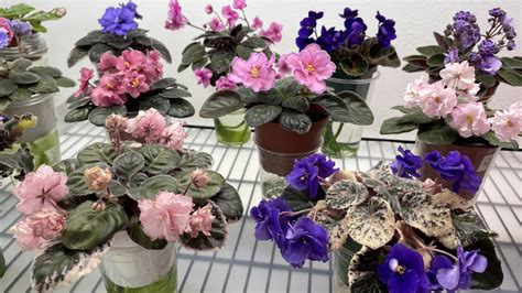 African Violets Blooming In May 2022 Part 1 Standards YouTube