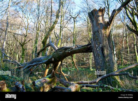 Fallen Beech Tree The Wenallt Near Rhiwbina Cardiff Uk Gb Stock