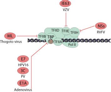 Inhibition Of Eukaryotic Host Transcription Initiation By Virus ViralZone