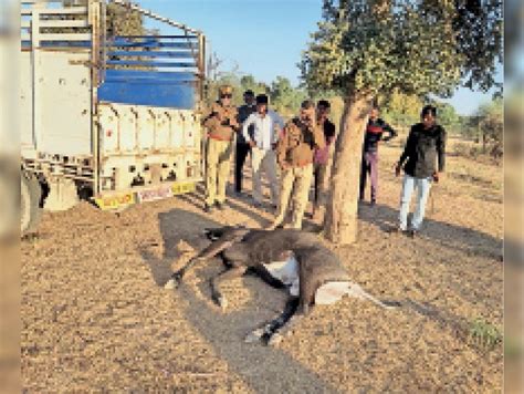 The Hunter Shot Nilgai The Victim Is Not Stopping Even After Informing The Administration