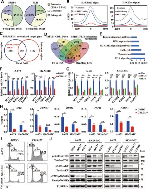 The Fact Complex And Ewsr1fli1 Co Regulate Cell Cycledna Replication