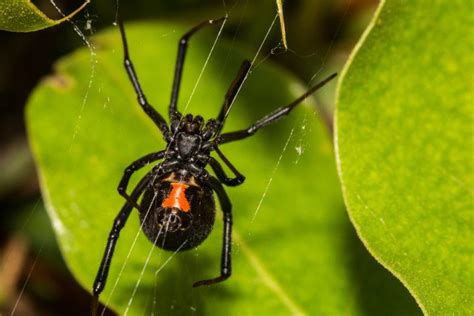 How To Get Rid Of Black Widows