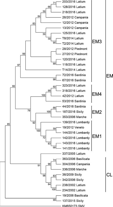 Maximum Likelihood Ml Consensus Tree Obtained Using A 1371 Nt Hc Pro