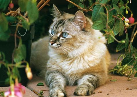 Mixed Breed Cat--mia Photograph by Larry Allan