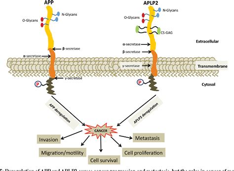 [PDF] Amyloid precursor protein and amyloid precursor-like protein 2 in ...