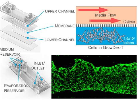 Seven Day 3d Stem Cell Culture Under Active Flow In Organ On Chip With