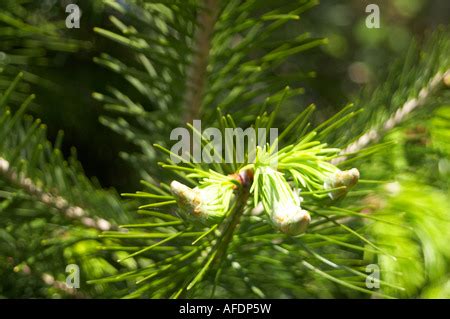 pindrow fir west himalayan fir abies pindrow stock photo alamy
