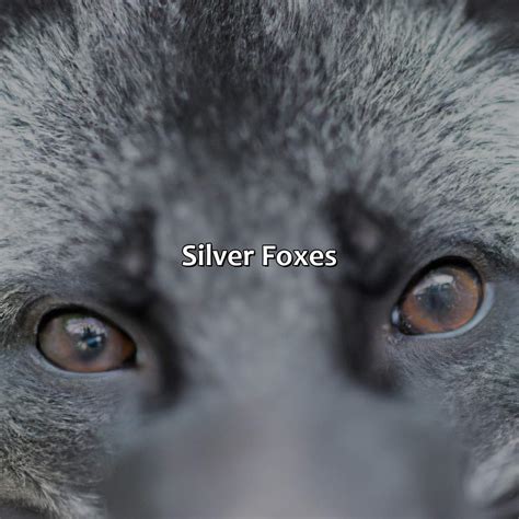 What Color Are Foxes Eyes - colorscombo.com