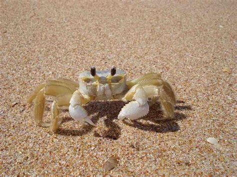 Atlantic Ghost Crab Matbio Crabs Shrimps Jellyfish Sea Stars