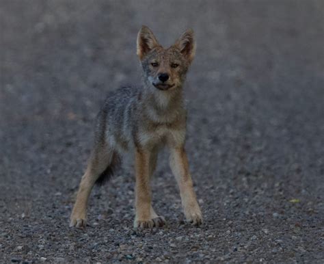 Adorable Coyote Pups! – Paul Gains Photography