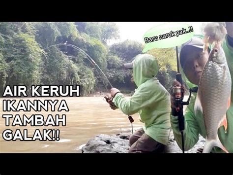 Umpan Baru Turun Langsung Di Sambar Mancing Di Air Keruh Ikannya