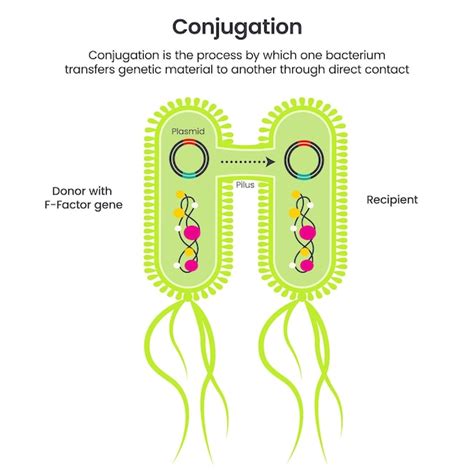 Premium Vector Horizontal Gene Transfer Conjugation Scientific Vector