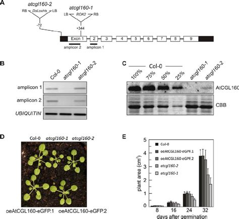 Characterization Of The T Dna Mutant Lines Atcgl And Atcgl