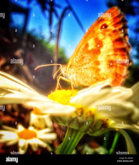 Butterfly an Daisy Stock Photo - Alamy