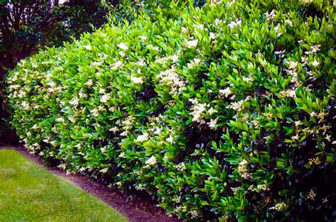 Deer Resistant Shrubs - PlantingTree