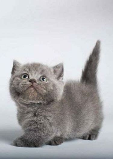 Munchkin Cat Cute Cat Breeds - Pets Lovers