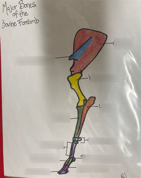 Major Bones Of The Bovine Forelimb Diagram Quizlet