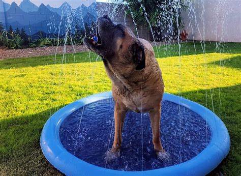 Doggie Sprinkler Pool – Coastal Living Australia