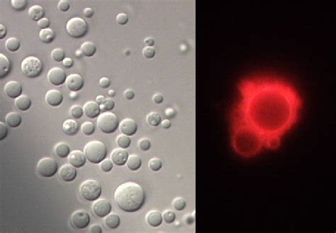 Figure From Formation Of Giant Unilamellar Vesicles From Block