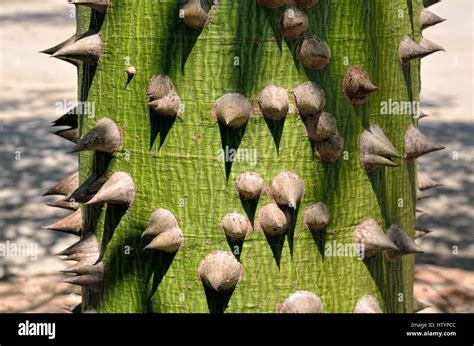 Kapok Tree Also Silk Cotton Tree Ailanthus Ceiba Pentandra Spines