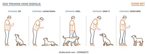 What Are The 7 Basic Dog Commands