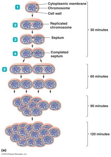 Microbiology Chapter 7 Flashcards | Quizlet 