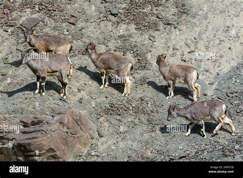 Greater Blue Sheep Pseudois Nayaur Herd On Mountain Slope Important