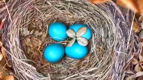 Baby Bird Hatching Robin Eggs Hatch And Grow Leave 27 Days Later Irl