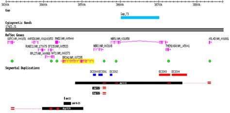 Six different rearrangements affecting one or more exons of the BRCA1 ...