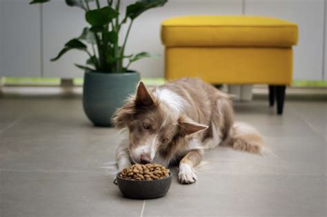 Los 10 Mejores Alimentos Para Perros Chile Gestion Municipal De Chile