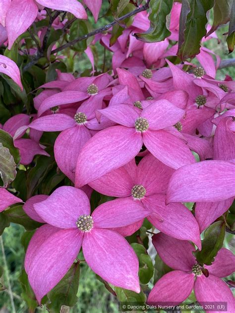 Cornus Kousa Scarlet Fire® Rutpink Scarlet Fire Dogwood Dancing