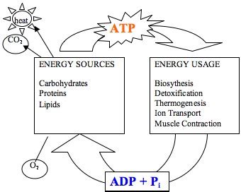 Adenosine Diphosphate: Definition & Function | Study.com