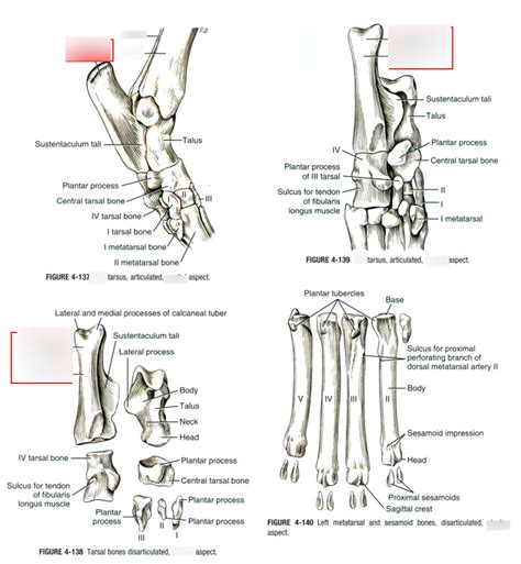 Tarsus Diagram Quizlet