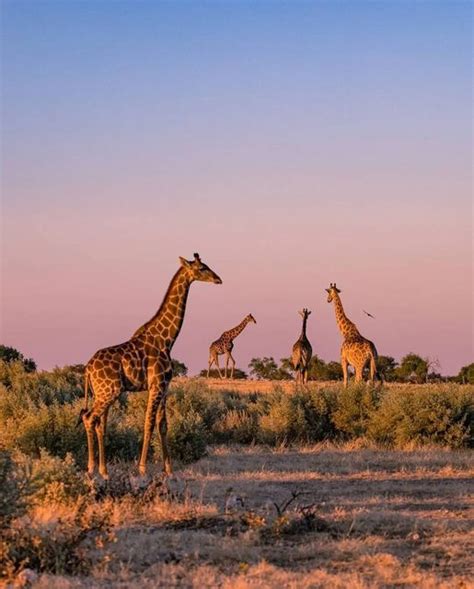 Dein Namibia On Instagram Giraffen Im Sch Nen Abendlicht Tolle