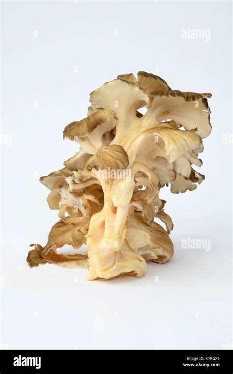 Polypore Mushroom Grifola Fondosahen Of The Woods Hen Of The Woods