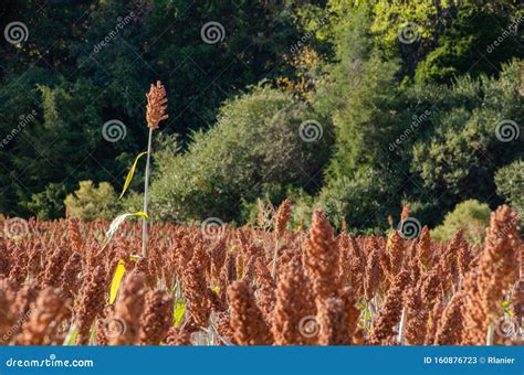 Close Up Of Milo Grain Stalk Within A Full Planted Field Lone Stalk