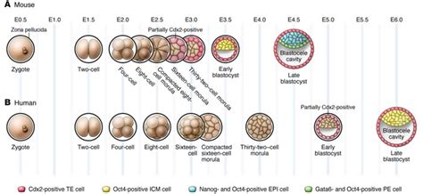 Blastocyst Development