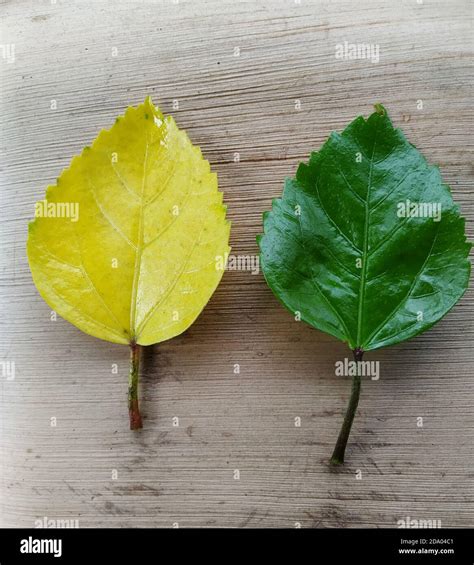 Yellow And Green Hibiscus Leaves In A Wooden Background Scientific