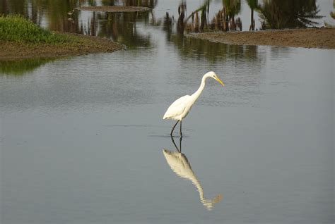 Egret Bird Animal Great - Free photo on Pixabay - Pixabay