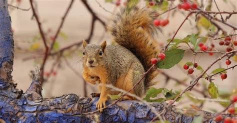 Squirrel Tracks: Identification Guide for Snow, Mud, and More - A-Z Animals