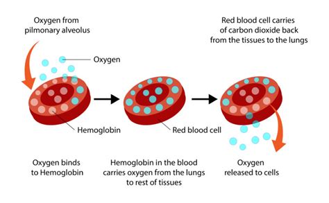 Oxygenated Hemoglobin