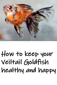 Veiltail goldfish – Artofit